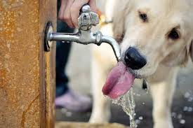 Ola de calor en Bogotá: ¿Cómo afecta a las plantas y los animales?
